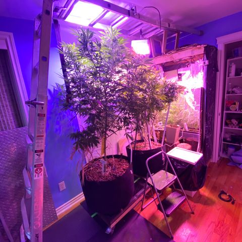 Sour Diesel growlog photo: Bring indoors frost warning outside. 