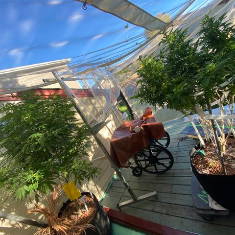 Sour Diesel growlog photo: Bring indoors frost warning outside. 