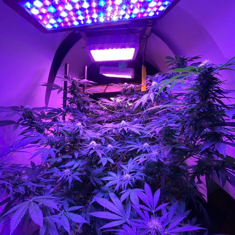 Sour Diesel growlog timeline photo