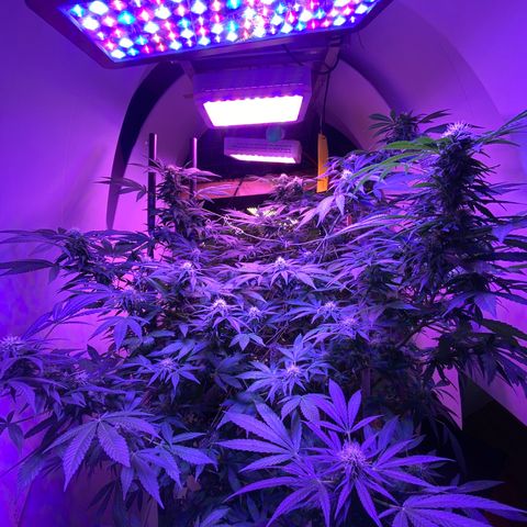 Sour Diesel growlog timeline photo