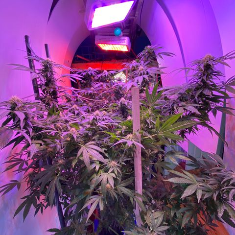 Sour Diesel growlog timeline photo