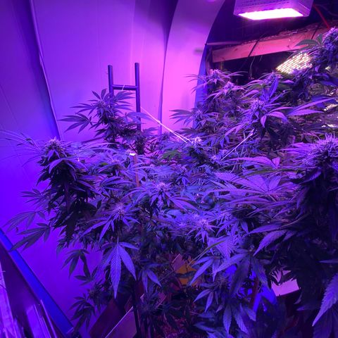 Sour Diesel growlog timeline photo