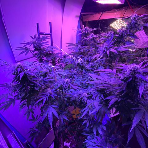 Sour Diesel growlog timeline photo
