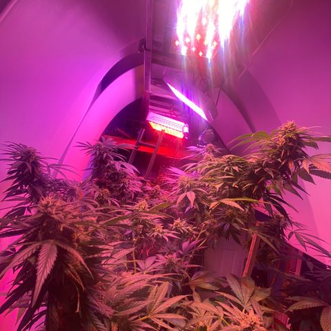 Sour Diesel growlog timeline photo