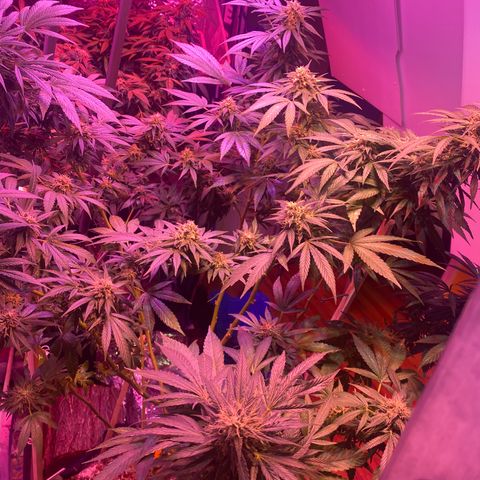 Sour Diesel growlog timeline photo