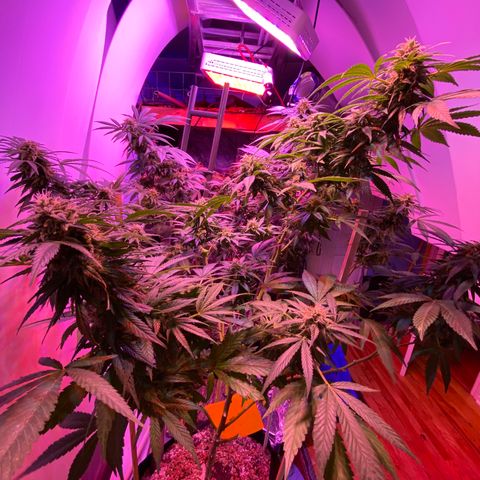 Sour Diesel growlog timeline photo