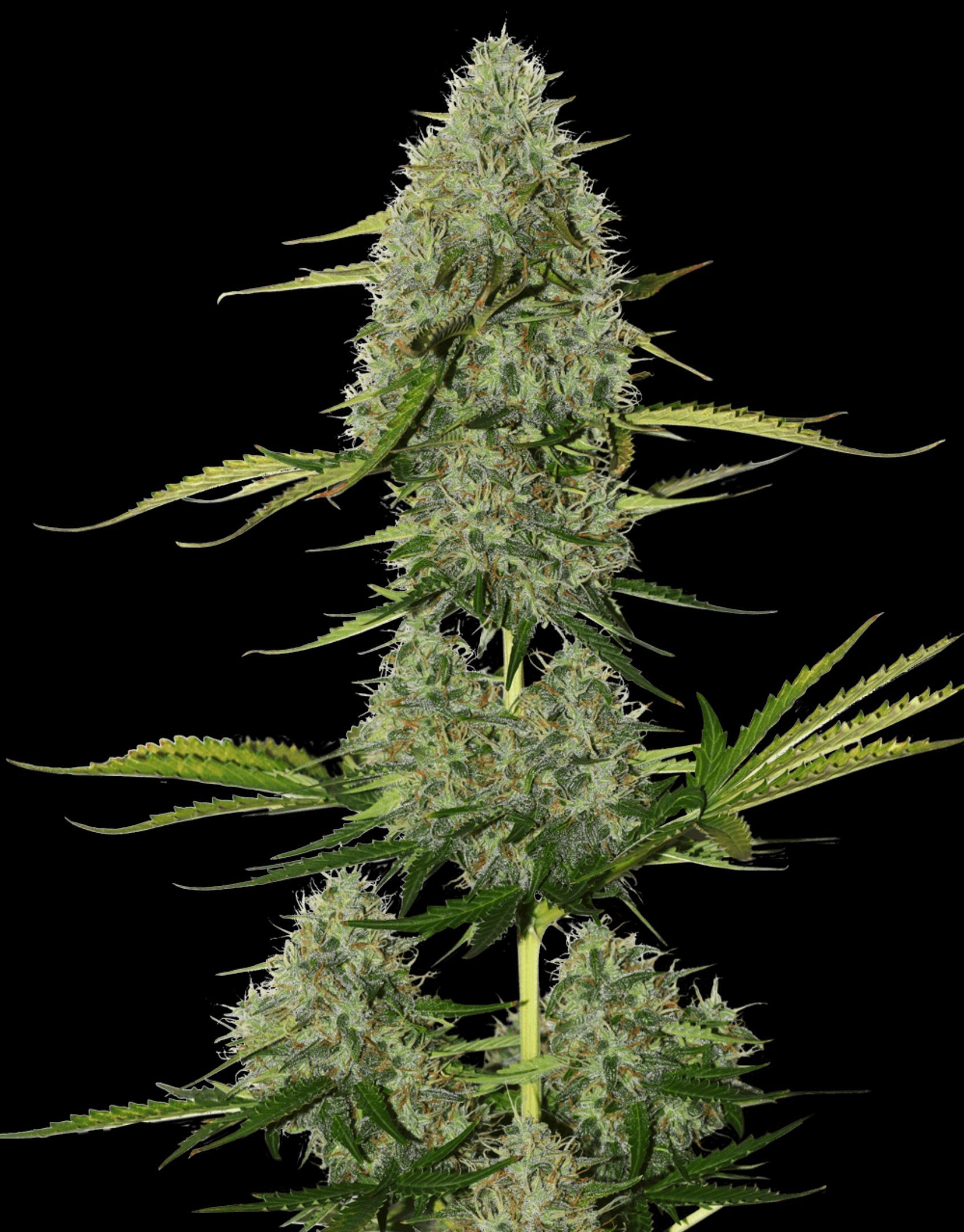 BCN Critical XXL Auto  growlog header