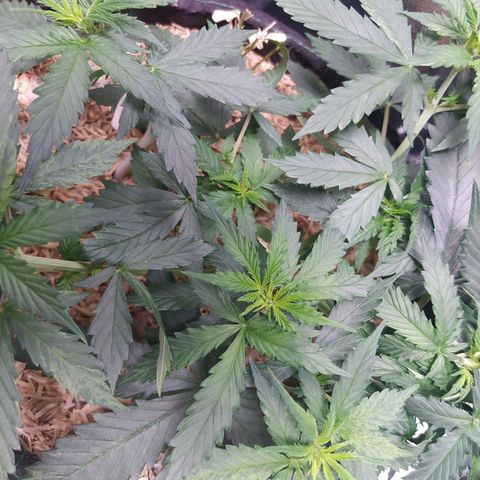 BCN Critical XXL Auto  growlog photo