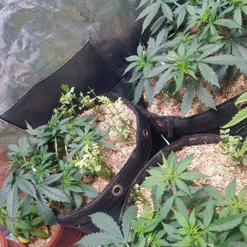 BCN Critical XXL Auto  growlog photo