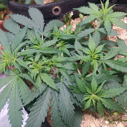 BCN Critical XXL Auto  growlog photo