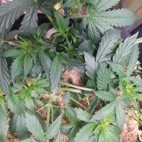 BCN Critical XXL Auto  growlog photo