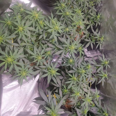 BCN Critical XXL Auto  growlog photo