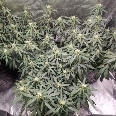 BCN Critical XXL Auto  growlog photo: Es una locura gente, miren como están esas nenazas :3