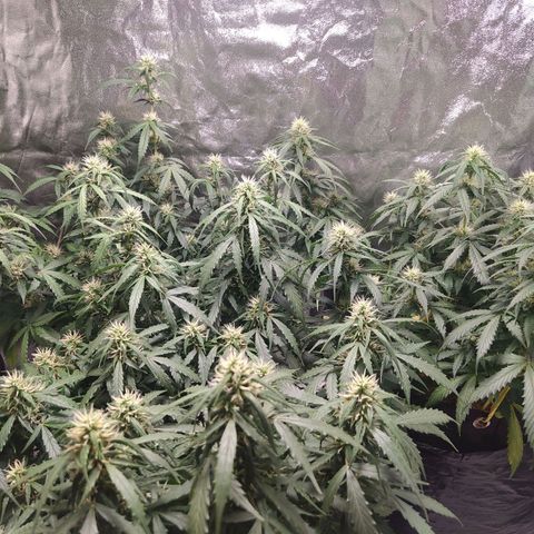 BCN Critical XXL Auto  growlog timeline photo