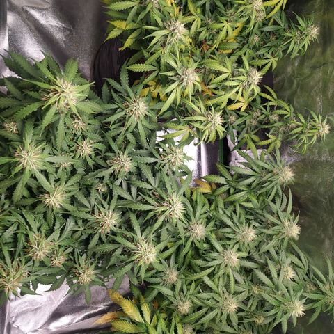 BCN Critical XXL Auto  growlog photo: Que belleza 😍