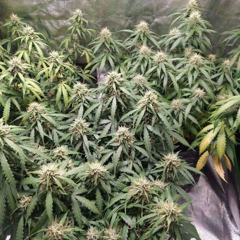 BCN Critical XXL Auto  growlog timeline photo