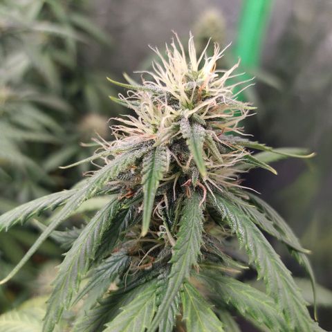 BCN Critical XXL Auto  growlog timeline photo
