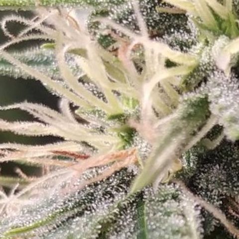 BCN Critical XXL Auto  growlog photo: Brilla🤩