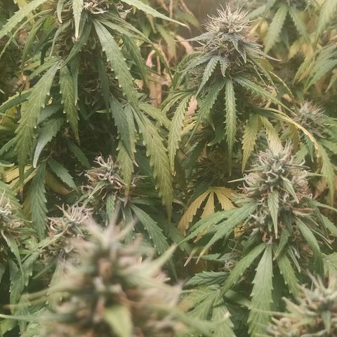BCN Critical XXL Auto  growlog timeline photo