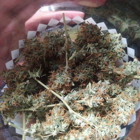 BCN Critical XXL Auto  growlog photo: Justo las 11 semana, perdón por no subir el resultado hasta ahora. Simplemente delicioso 🤩😋