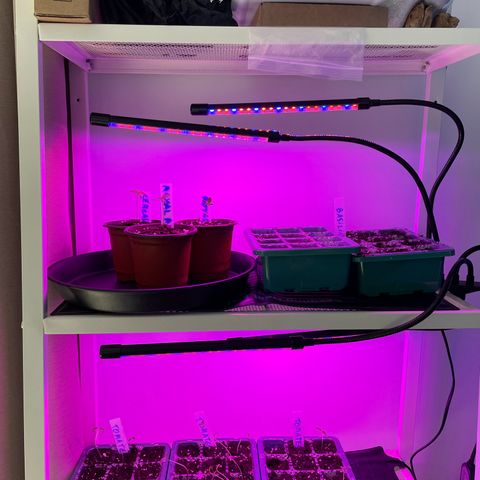 Royal Runtz Automatic growlog timeline photo