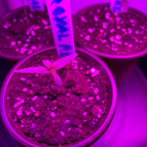 Royal Runtz Automatic growlog timeline photo