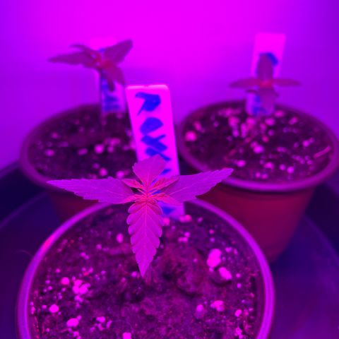 Royal Runtz Automatic growlog timeline photo