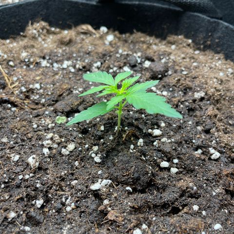 Royal Runtz Automatic growlog timeline photo