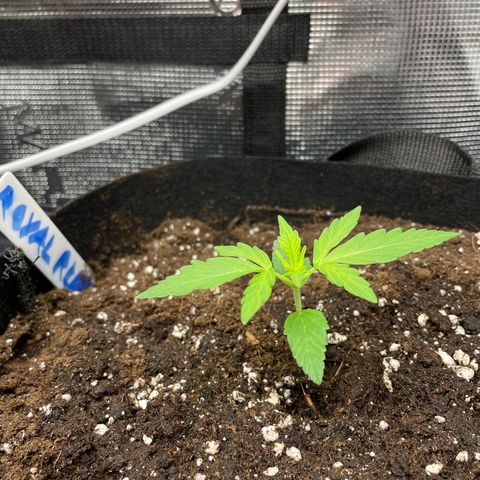 Royal Runtz Automatic growlog timeline photo