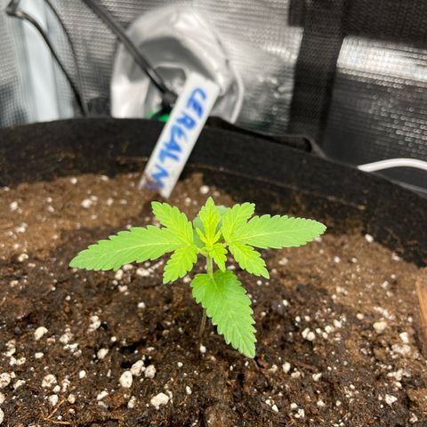 Royal Runtz Automatic growlog timeline photo