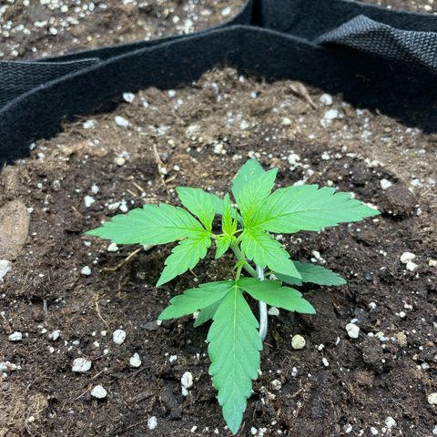 Royal Runtz Automatic growlog timeline photo