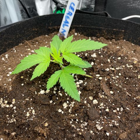 Royal Runtz Automatic growlog timeline photo