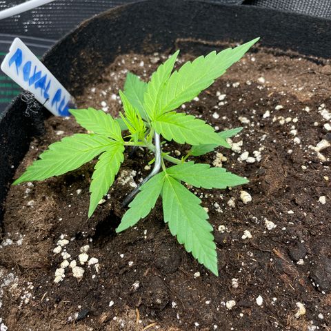 Royal Runtz Automatic growlog timeline photo