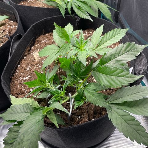 Royal Runtz Automatic growlog timeline photo