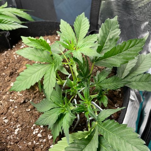 Royal Runtz Automatic growlog timeline photo
