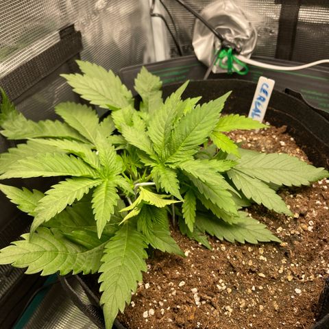 Royal Runtz Automatic growlog timeline photo