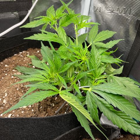 Royal Runtz Automatic growlog timeline photo