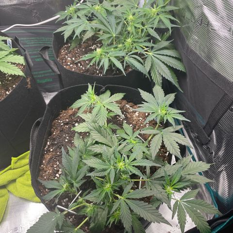 Royal Runtz Automatic growlog timeline photo
