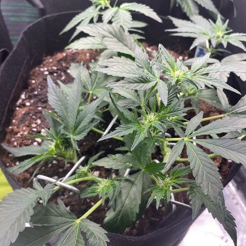 Royal Runtz Automatic growlog timeline photo