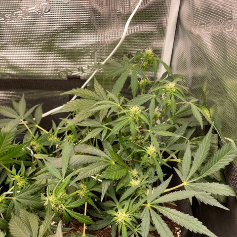 Royal Runtz Automatic growlog timeline photo