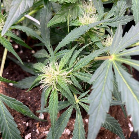 Royal Runtz Automatic growlog timeline photo