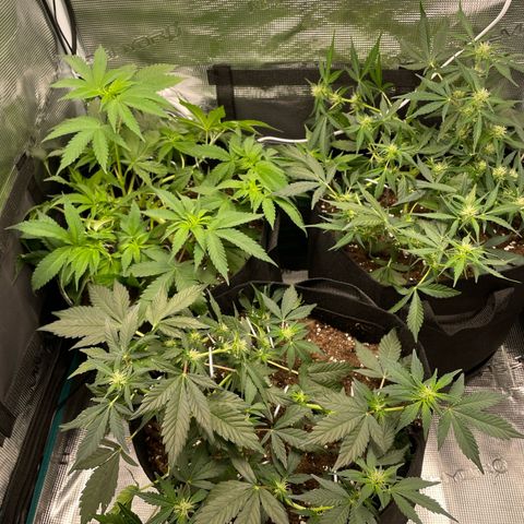 Royal Runtz Automatic growlog timeline photo