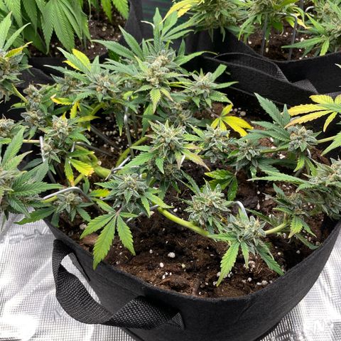 Royal Runtz Automatic growlog timeline photo