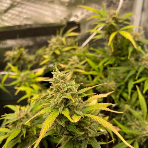 Royal Runtz Automatic growlog timeline photo