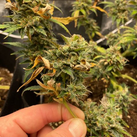Royal Runtz Automatic growlog timeline photo
