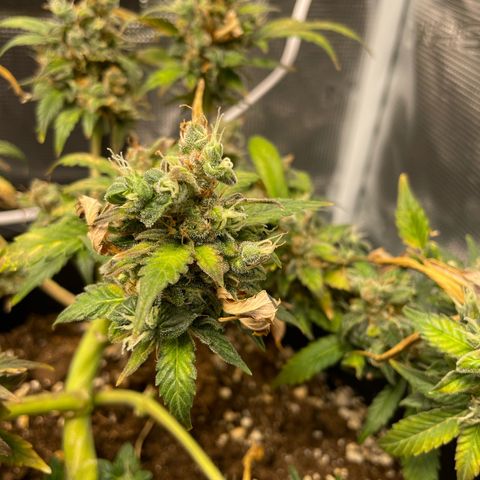 Royal Runtz Automatic growlog timeline photo