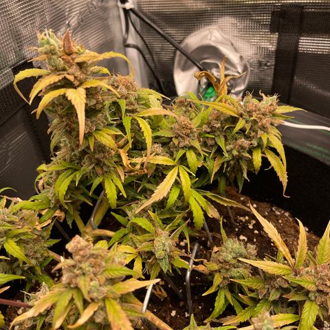 Royal Runtz Automatic growlog timeline photo