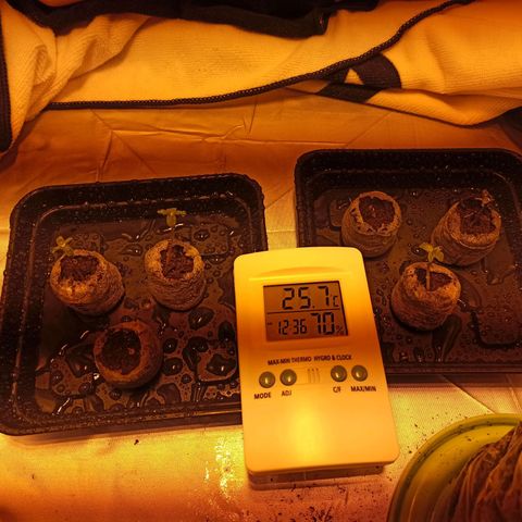 4 MAXI GOMS growlog timeline photo