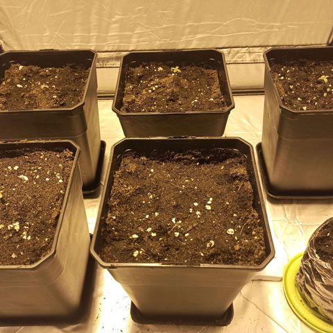4 MAXI GOMS growlog photo: 5 Maxi Gom 
1 Kali Mist