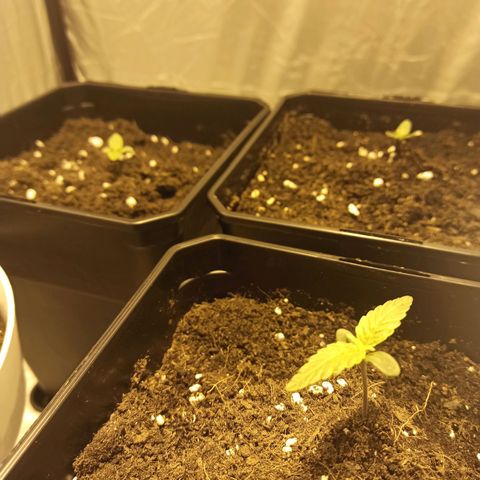 4 MAXI GOMS growlog timeline photo